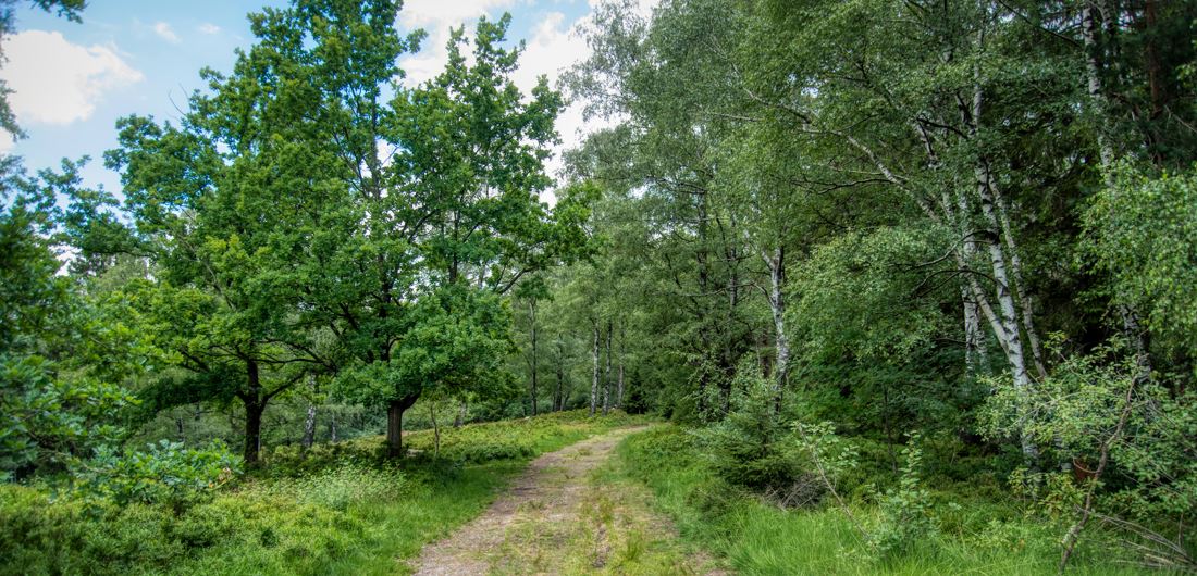 Forêt mixte de 3 ha dans la Loire