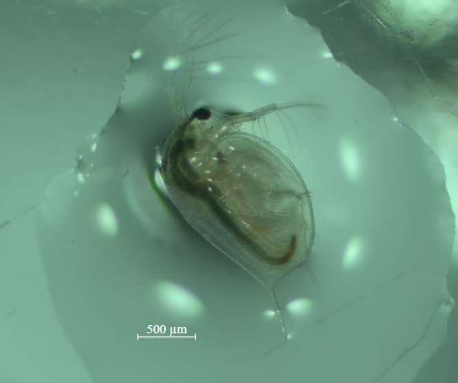 Daphnia magna © Nathan Frizot