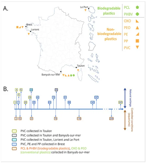 Fungal Diversity and Dynamics during Long-Term Immersion of Conventional and Biodegradable Plastics in the Marine Environment