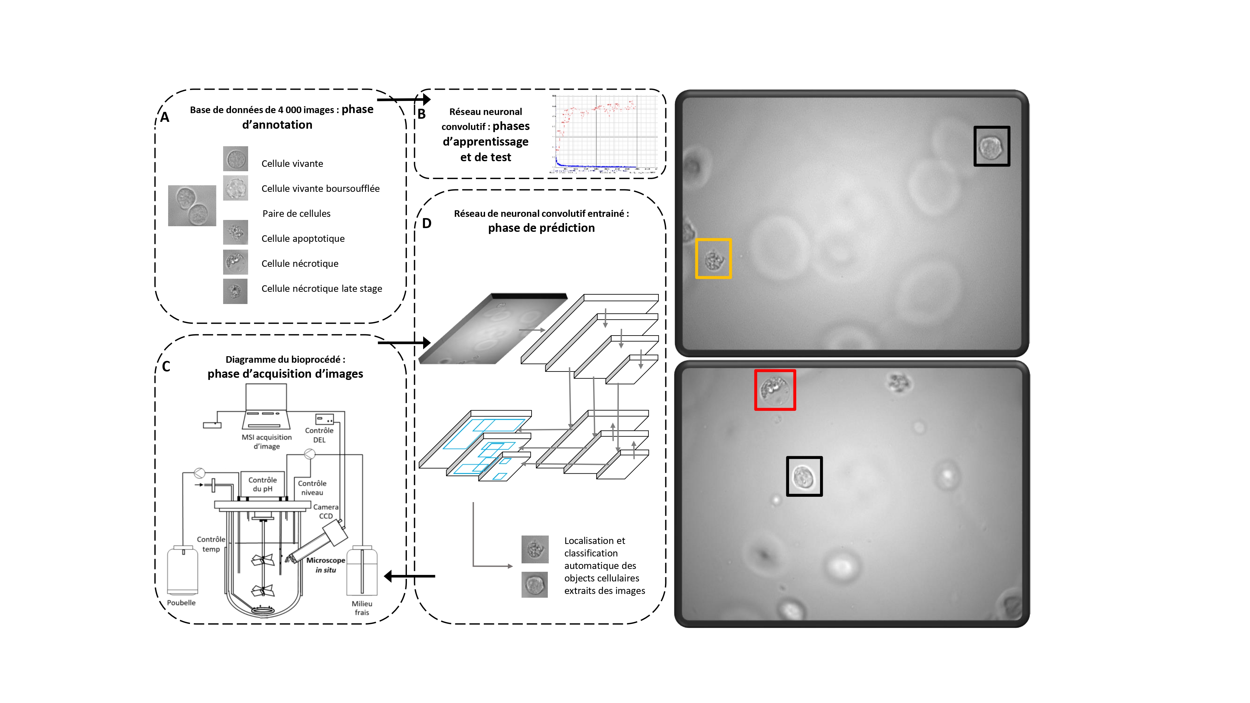 Schéma du processus de mise au point de l'outil de classification de cellules.