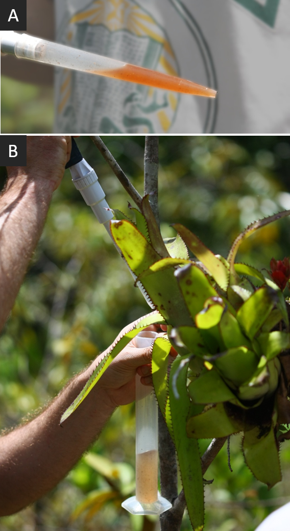 (A) Illustration de la coloration rose de l’eau prélevée dans les réservoirs. (B) Echantillonnage de la broméliacée Aechmea mertensii. 