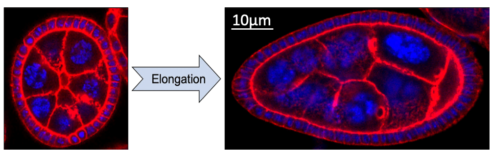 Le contour des cellules est en rouge et leur noyau en bleu. En 24H le follicule passe d’une forme sphérique à une forme ovoïde sous l’action de la couche de cellules qui l’entourent. 