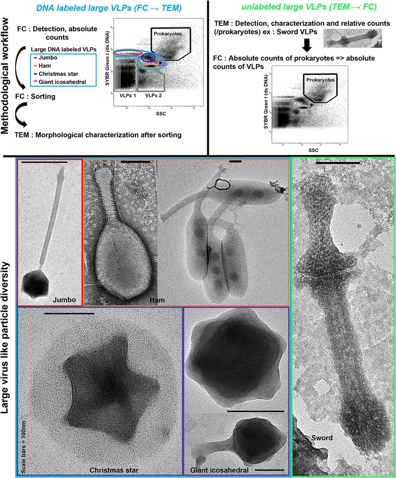 Stratégie de caractérisation et de comptage, et images en microscopie électronique de nouveaux potentiels virus géants.  VLPs = virus like particles, FC = flow cytometry, TEM = transmission electron microscopy.