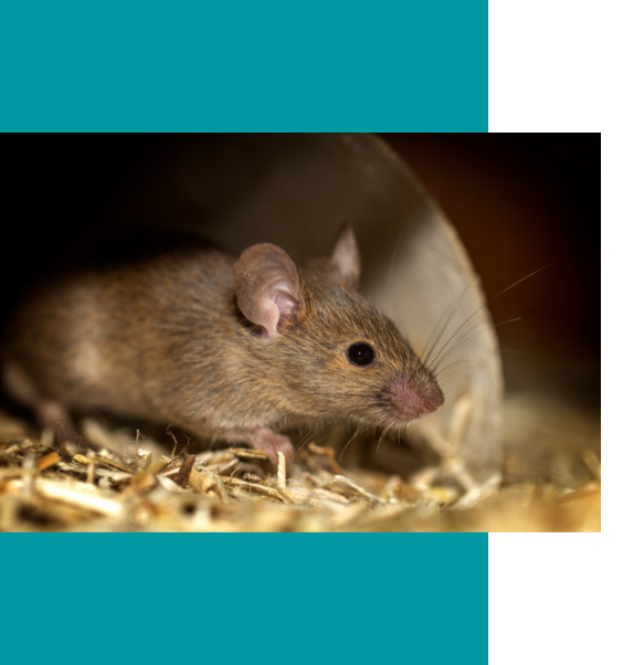 Photo d'un rat de laboratoire