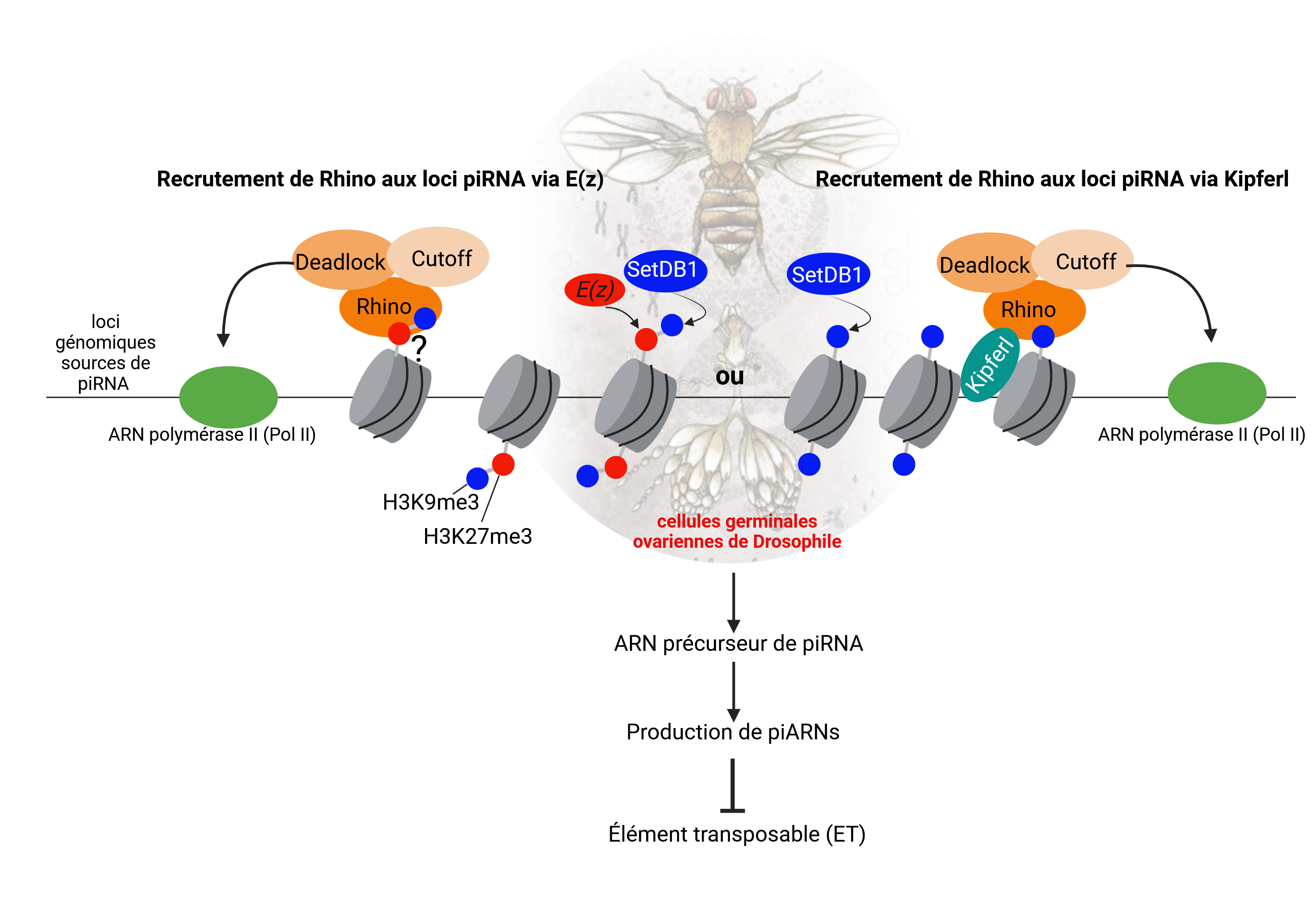 © Emilie Brasset & Abdou Akkouche Figure : Rhino, protéine clé dans l’identité et l’expression de région productrice de piARN, est recrutée sur des régions enrichies en H3K9me3 et H3K27me3. E(z) est responsable du dépôt de la marques H3K27me3.